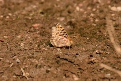 Speyeria egleis