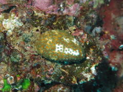 Cyphastrea chalcidicum
