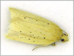 Clepsis leucaniana