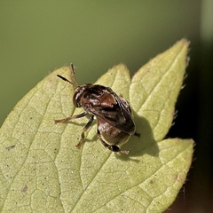 Microdon globosus