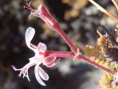 Pelargonium alternans alternans