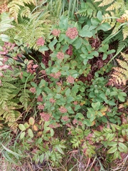 Spiraea stevenii