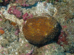 Cyphastrea chalcidicum