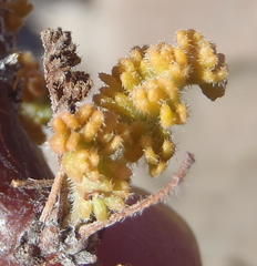 Pelargonium alternans alternans