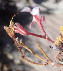 Pelargonium alternans alternans