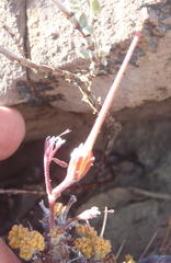 Pelargonium alternans alternans