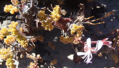 Pelargonium alternans alternans