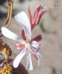 Pelargonium alternans alternans
