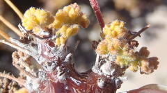 Pelargonium alternans alternans