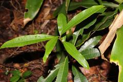 Acridocarpus natalitius natalitius