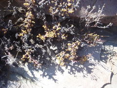 Pelargonium alternans alternans