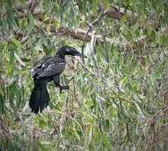 Phalacrocorax sulcirostris
