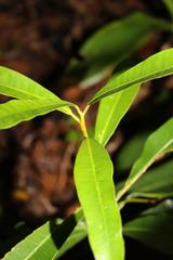 Acridocarpus natalitius natalitius
