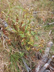 Solidago cuprea