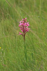 Disa nervosa