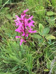 Disa nervosa