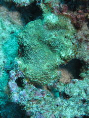 Cyphastrea serailia