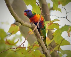 Trichoglossus moluccanus