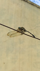 Orthetrum sabina