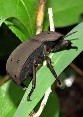 Anomalipus decosteri