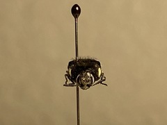 Acmaeodera macra