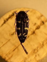 Acmaeodera macra