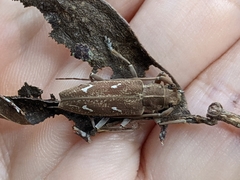 Notomulciber quadrisignatus