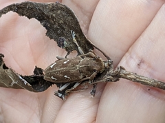 Notomulciber quadrisignatus