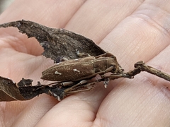Notomulciber quadrisignatus