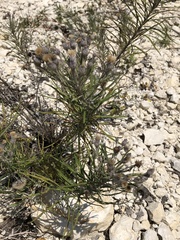 Vernonia lindheimeri