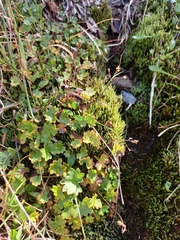 Micranthes nelsoniana