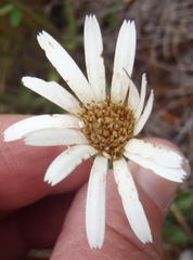 Gerbera serrata