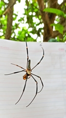 Nephila pilipes