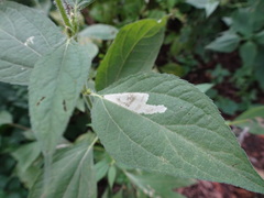 Calycomyza ambrosiae