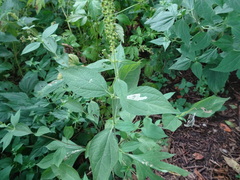 Calycomyza ambrosiae