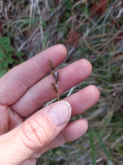 Carex lachenalii