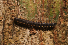 Chondromorpha xanthotricha