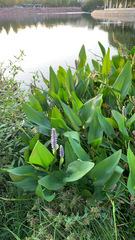 Pontederia cordata