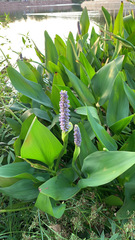 Pontederia cordata