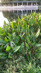 Pontederia cordata