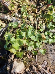 Micranthes nelsoniana