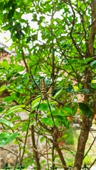 Nephila pilipes