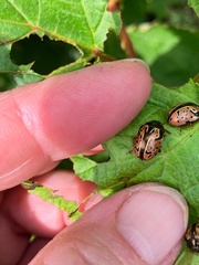 Calligrapha spiraeae