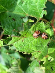 Calligrapha spiraeae
