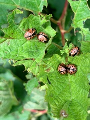 Calligrapha spiraeae