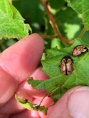 Calligrapha spiraeae