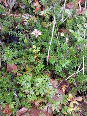 Sieversia pusilla