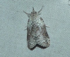 Nycteola polycyma