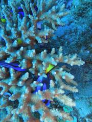 Paracanthurus hepatus