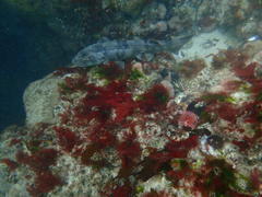 Haploblepharus pictus